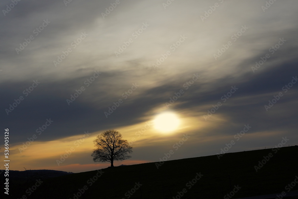 Sunset over the horizon. Dusk in the countryside. Lonely tree in a rural landscape.