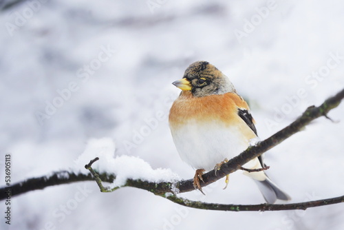 Winter scene with a brambling. Songbird sitting on the branch. Fringilla montifringilla © Monikasurzin
