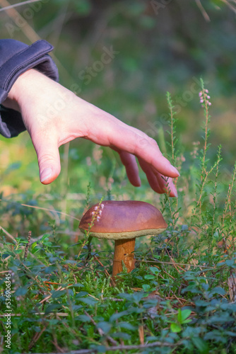 Mushroom picking in the forest