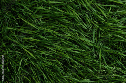 fresh green grass full frame 