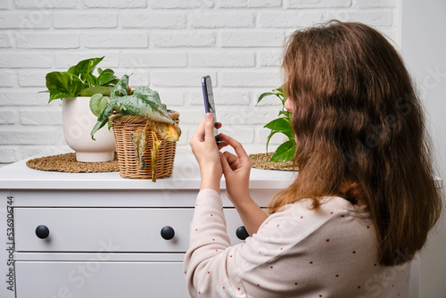 Fotografija Woman hands with a mobile phone take a photo and video of a withered plant in a pot, home living room
