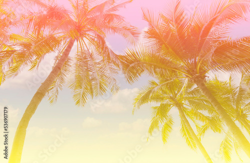 The holiday of Summer holiday colorful theme with palm trees background as texture frame background