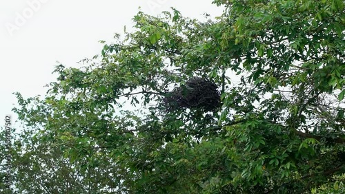 Slow motion shot of a large bird's nest made out of sticks up on a tree in the state of Bahia, northeastern Brazil on a warm overcast summer day. photo