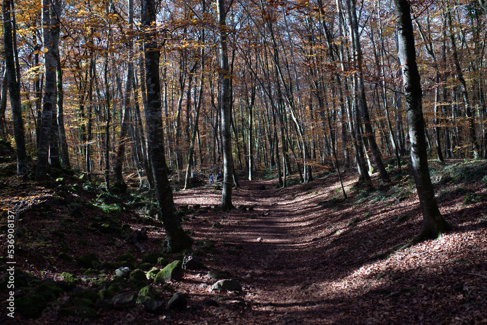 Fototapeta premium Autumn grove. Fageda d'en Jordà, beech forest.