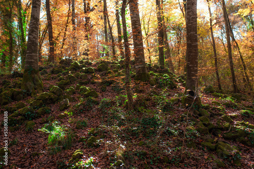 Autumn grove with orange leaves and moss. Fageda d'en Jordà, beech forest.