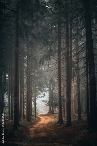 Fototapeta Naklejka Na Ścianę i Meble -  Beautiful shot of a dark mysterious forest on a foggy day in fall