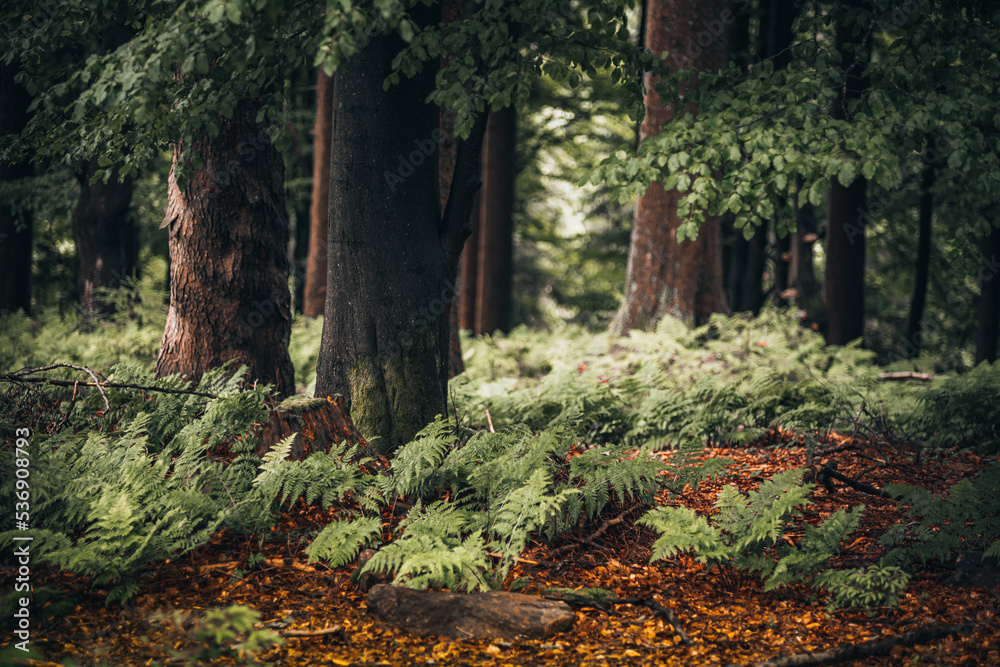 Path surrounded by tall pine trees and plants in Bavarian Forest Path surrounded by tall pine trees and plants in Bavarian Forest
