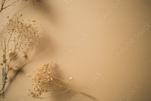 ripe dry herb on beige background. autumn dried flowers of neutral color. nature monochrome card. natural decor