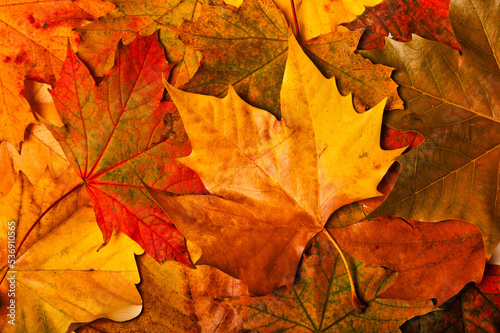 background of fallen maple leaves