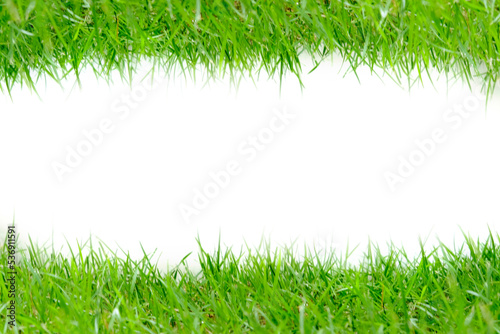 Natural green grass with space to put text and letters on a white background.