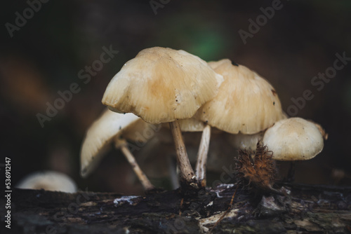 Group of porcelain fungus growing on a dead tree log. Latin name: Oudemansiella mucida.