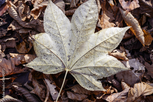 Autumn leaves closeup view - natural background. Shallow depth field.