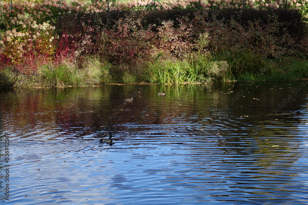 Obraz premium ducks on the lake