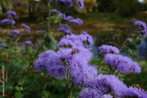 lavender flowers in the garden