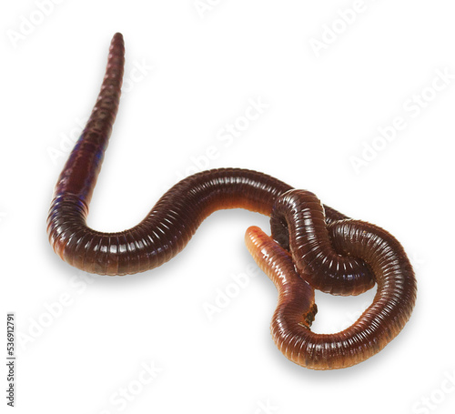 Beautiful close-up earthworm image with transparent background. Easy to use. Studio flash light.