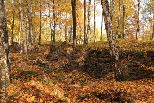 autumn in the forest