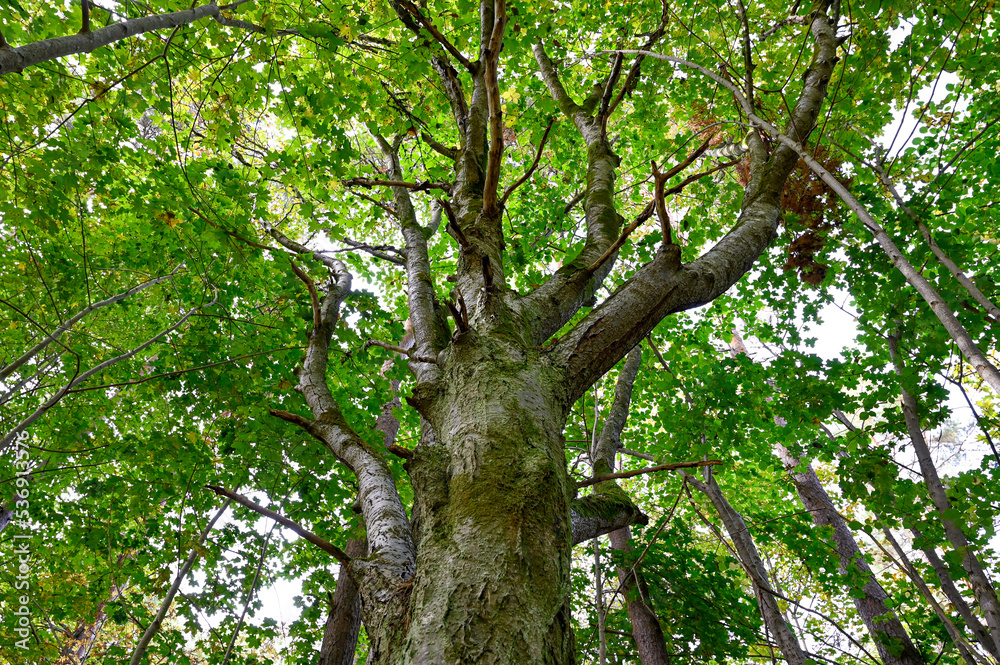 Fototapeta premium standing under a tree looking up on branches
