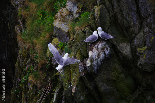 Seagulls nesting on a rocky cliff on Howth Island, Ireland