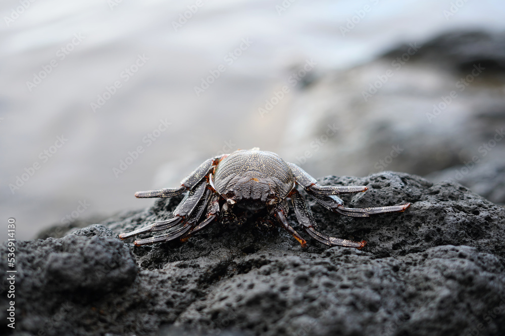 Fototapeta premium Dead big crab. It lies on a black stone.
