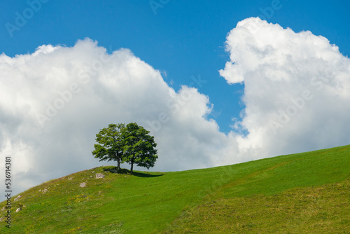 Trees on a hill in summer
