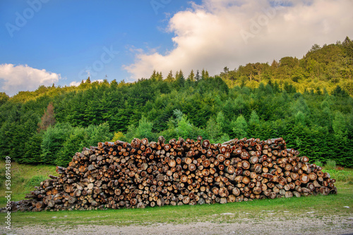 Stack of logs near a mountain forest