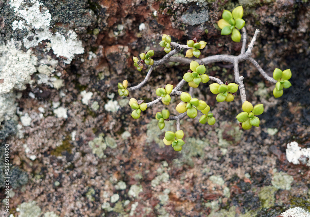 We see a stone of volcanic origin on which a succulent grows. We see a stone of volcanic origin on which a succulent grows.
