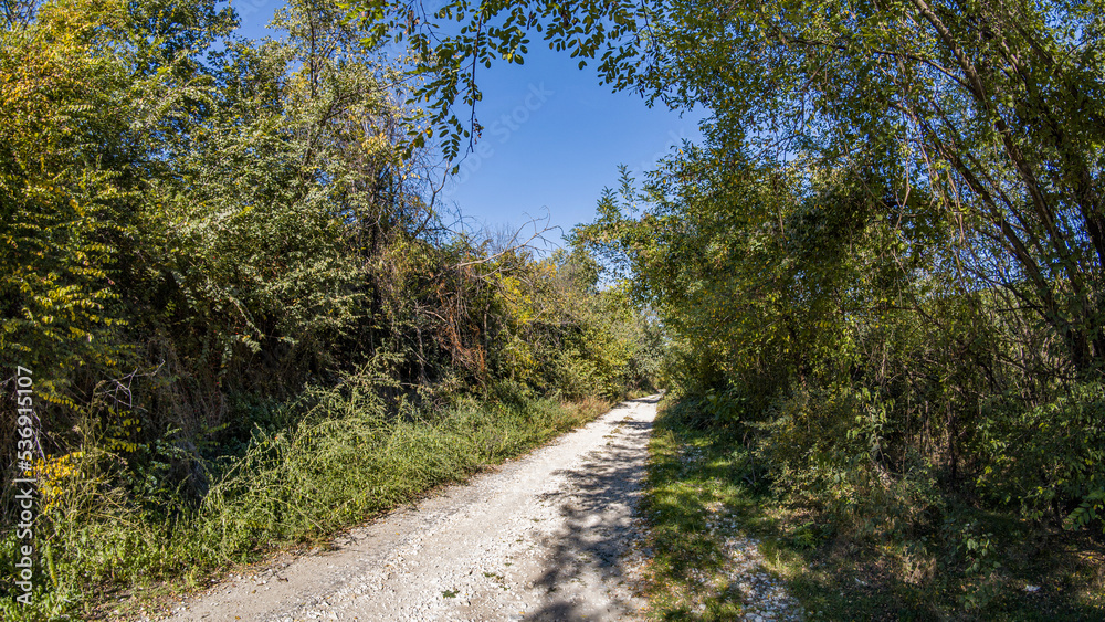 path in the forest