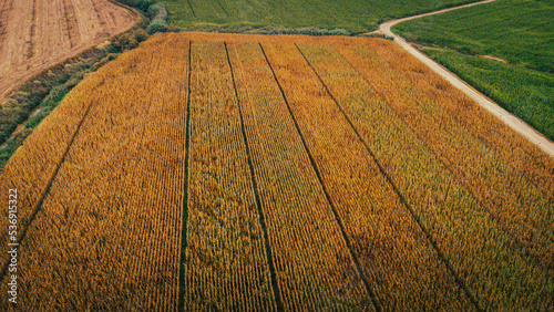 Spain, Catalonia, Lleida, Aerial view of countryside corn field photo