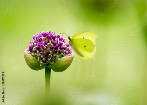 Green brimstone butterfly pollinating on fresh allium flower