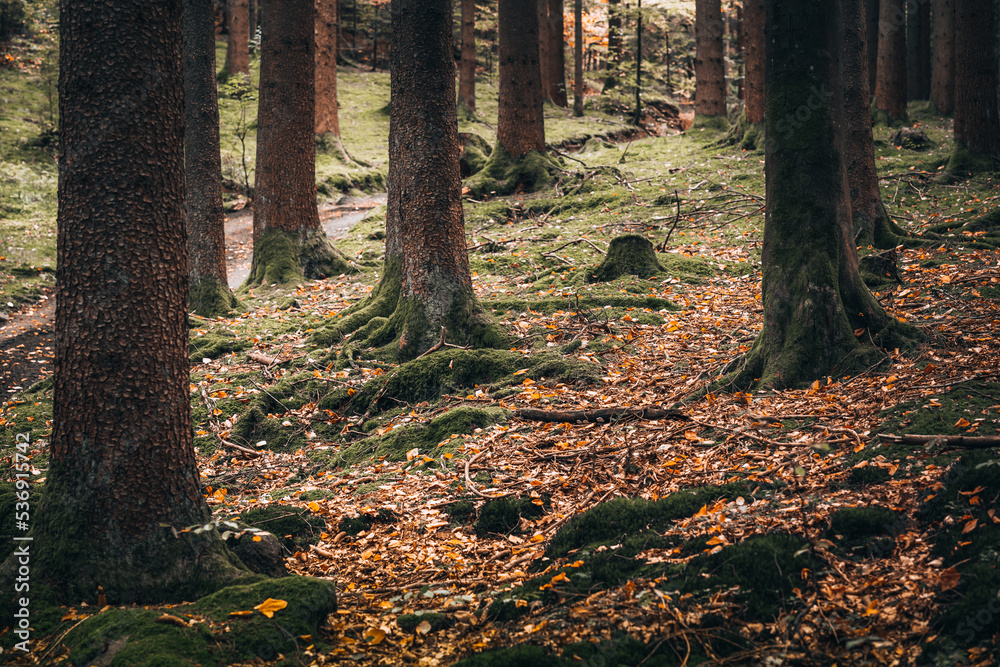 Beautiful autumn landscape in Bavarian forests with trees with colorful leaves in Germany