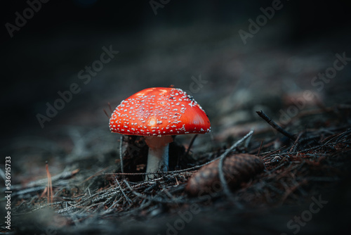 Closeup of wild mushrooms growing in Bavarian forests, Germany