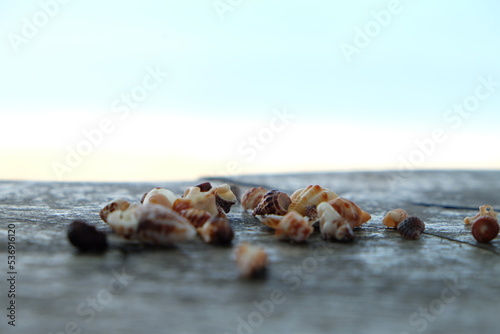 shells on the beach