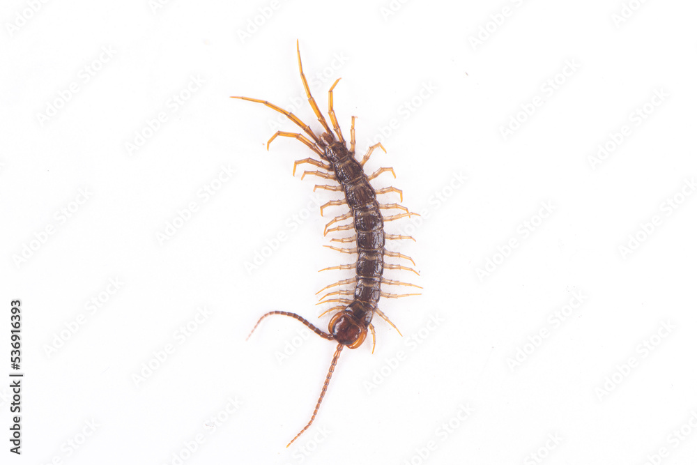 a centipede isolated on white background