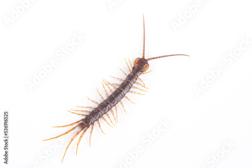 a centipede isolated on white background