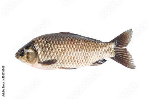 river fish Crucian carp isolated with background