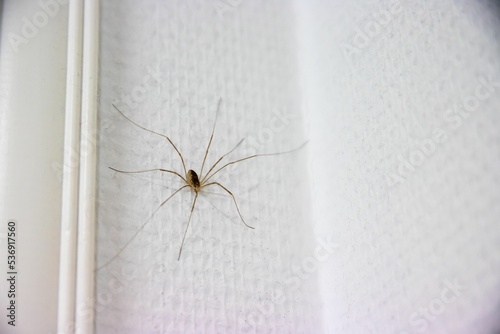 Closeup shot of a daddy longlegs spider on a white wall with blur background photo