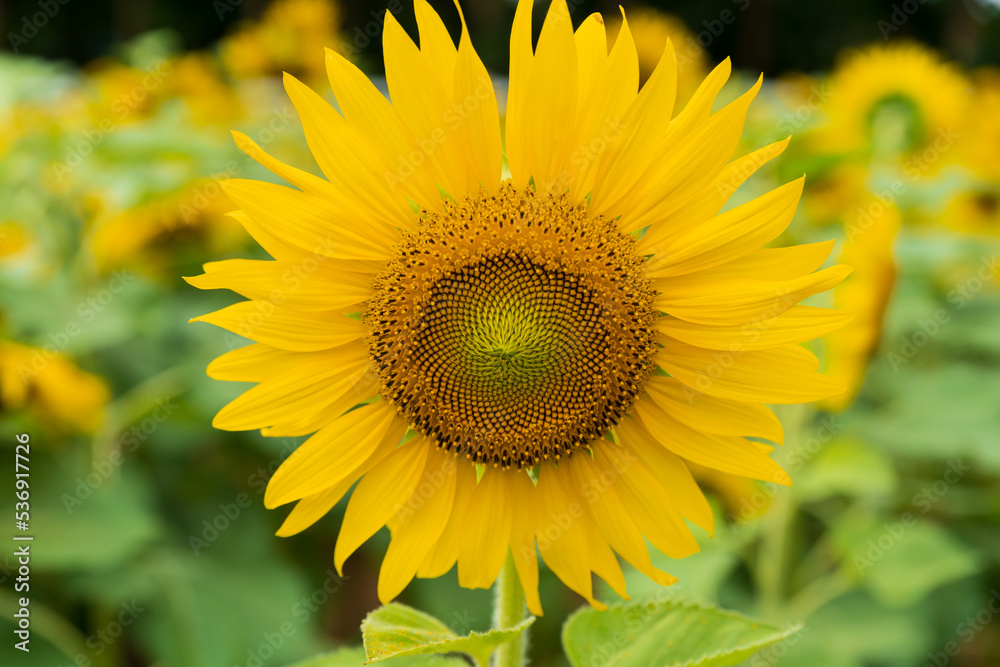 Beautiful sunflower blooming in the field on a sunny day with a natural background. Selective focus..Yellow flower garden and copy space. Beautiful sunflower blooming in the field on a sunny day with a natural background. Selective focus..Yellow flower garden and copy space.