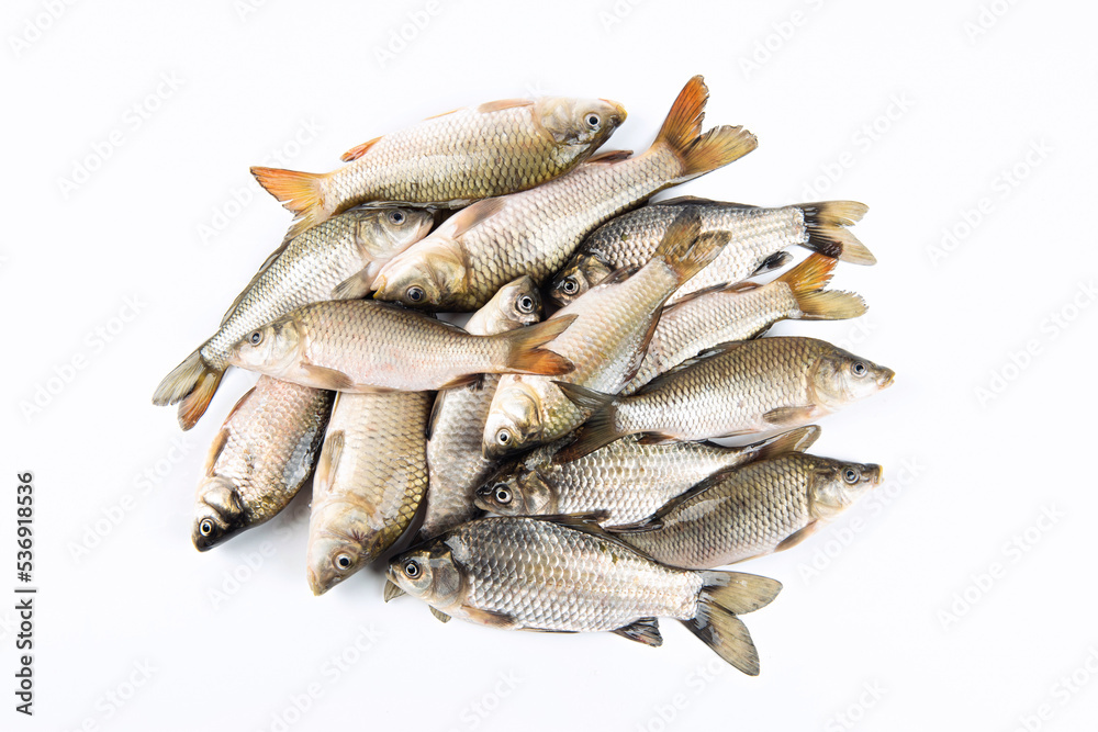 row of freshly freshwater fish Crucian carp isolated on white background row of freshly freshwater fish Crucian carp isolated on white background