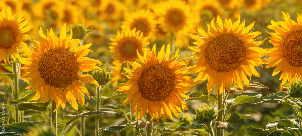 Blooming sunflower crops in cultivated field in summer Blooming sunflower crops in cultivated field in summer