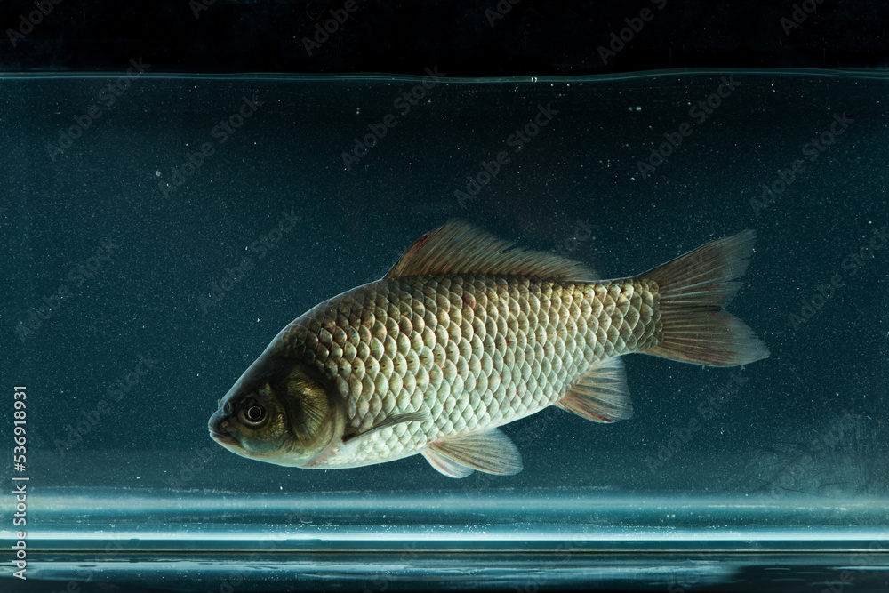 Fototapeta premium Freshly Crucian carp fish swimming in aquarium.