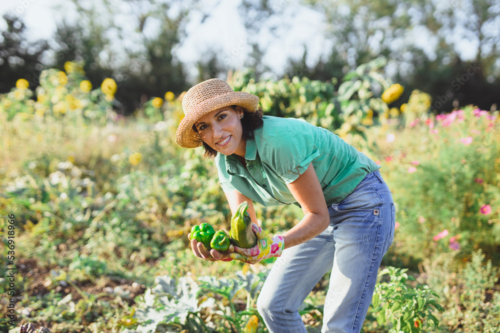 Happy gardener harvesting vegetables at field on sunny day Happy gardener harvesting vegetables at field on sunny day