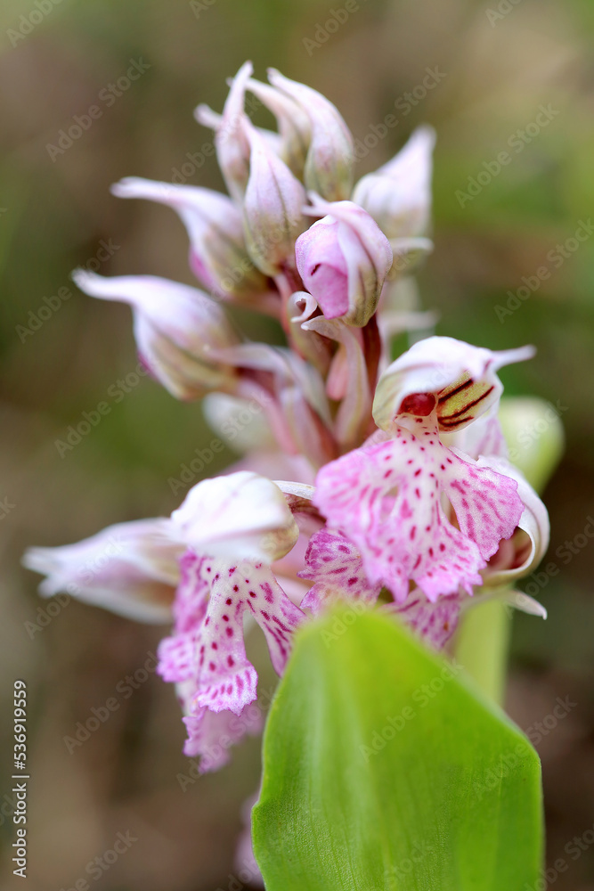 The milky orchid (Neotinea lactea) on the xerothermic grassland in Crete