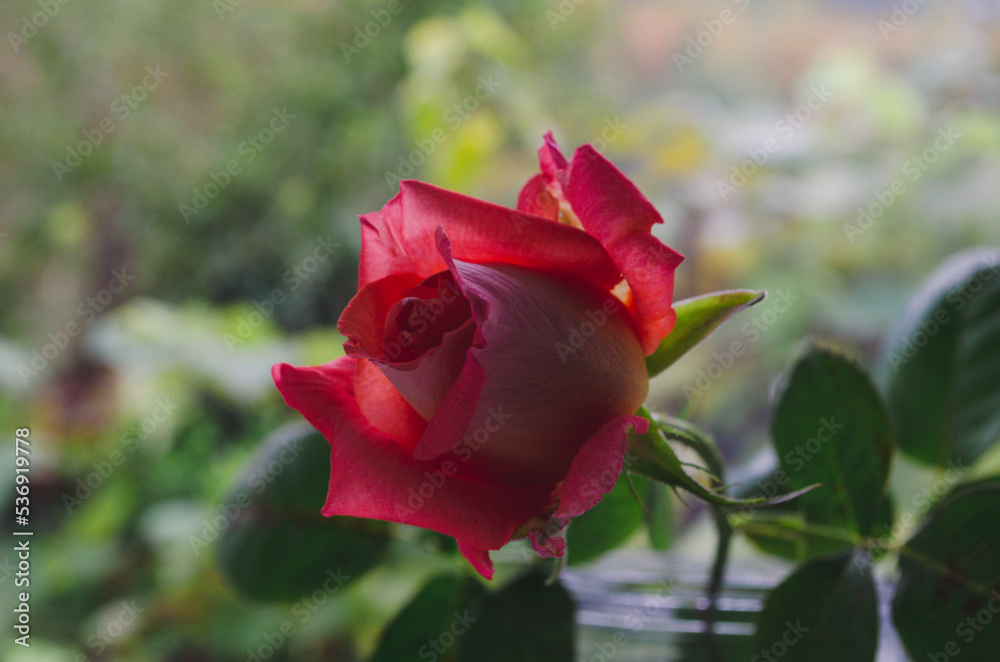 Luxury rose in golden sunlight. Red petals with orange. Close-up, copy space. Luxury rose in golden sunlight. Red petals with orange. Close-up, copy space.