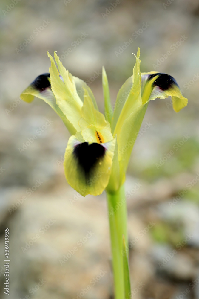 The snake's-head (Iris tuberosa) on the xerothermic grassland in Crete