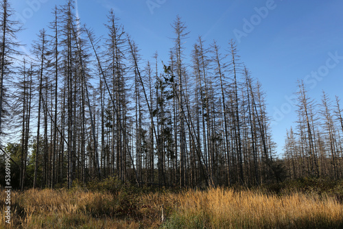 Waldsterben im Harz