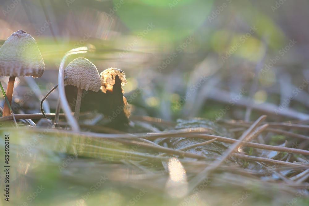 Mushroom, dreamy, blurred with sun rays on needle forest floor in autumn. Soft light