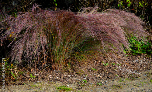 is native to prairies and woods from Maine to Alberta and Idaho, and south to Florida and Arizona. Deer resistant. Native meadows, mass plantings. Low maintenance ornamental grass