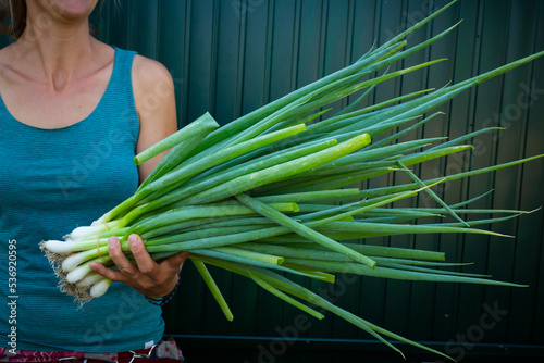 Midsection of woman holding freshly harvested spring onions (Allium fistulosum) photo