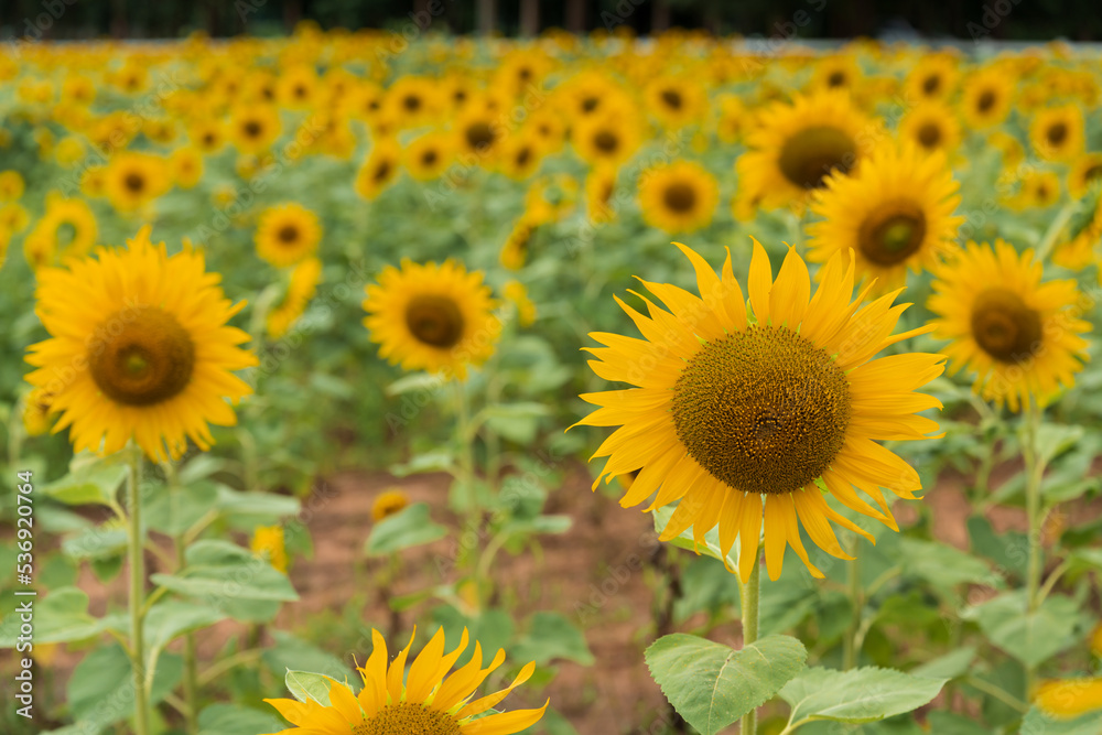 Beautiful sunflower blooming in the field on a sunny day with a natural background. Selective focus..Yellow flower garden and copy space.