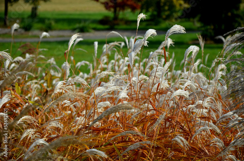 flower beds with ornamental grasses are attractive from autumn to winter and thanks to dry flowers and leaves. combined with flycatchers and red leaves, my plants create a striking contrast photo